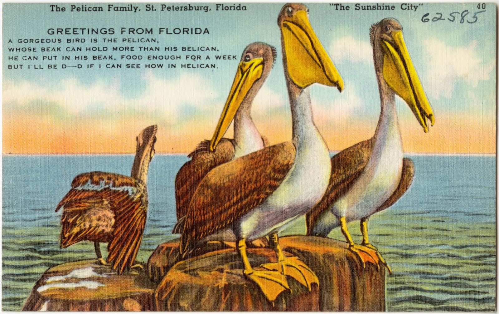 The Pelican family, St. Petersburg, Florida, "the sunshine city", Boston Public Library - undated