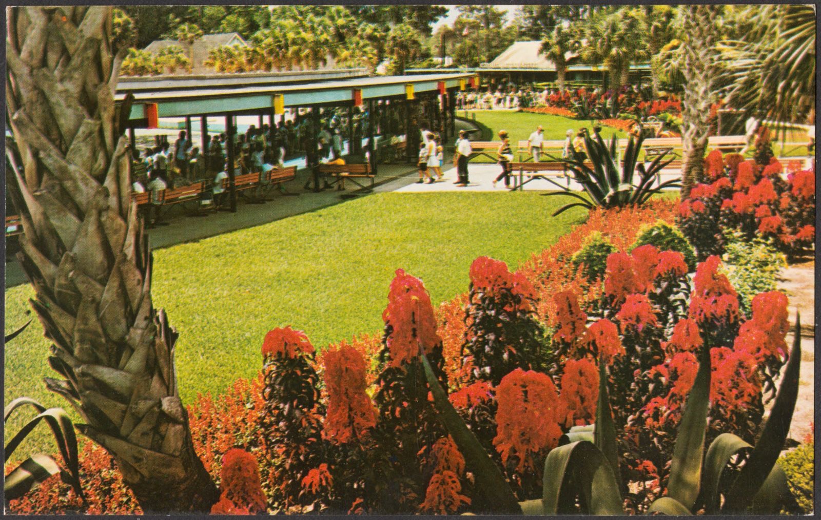 Beautiful tropical planting is featured in the garden area in front of the main administration building at Florida's Silver Springs, Boston Public Library - undated