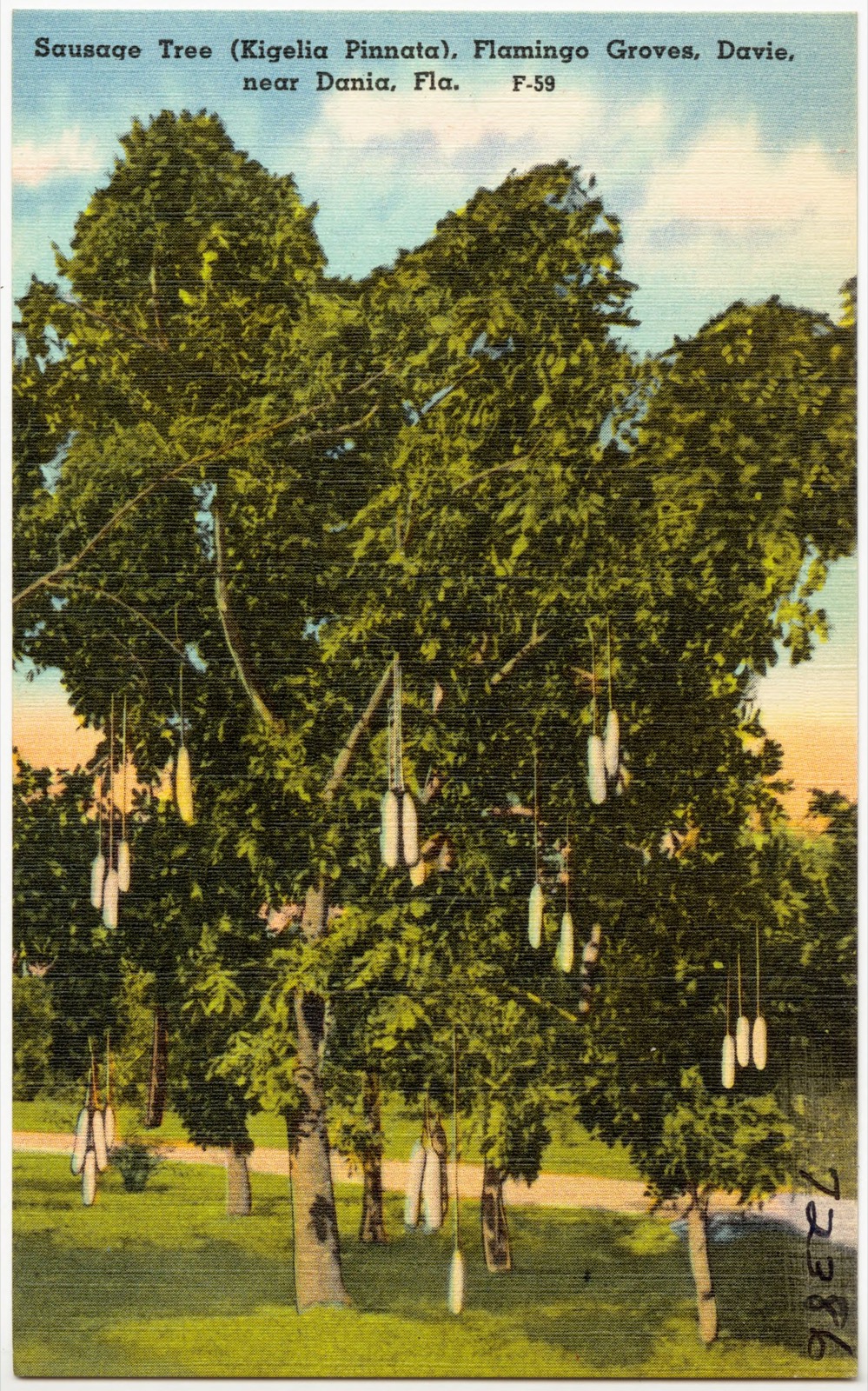 Sausage Tree (Kigelia Pinnata), Flamingo Groves, Davie, near Dania, Florida, Boston Public Library - undated