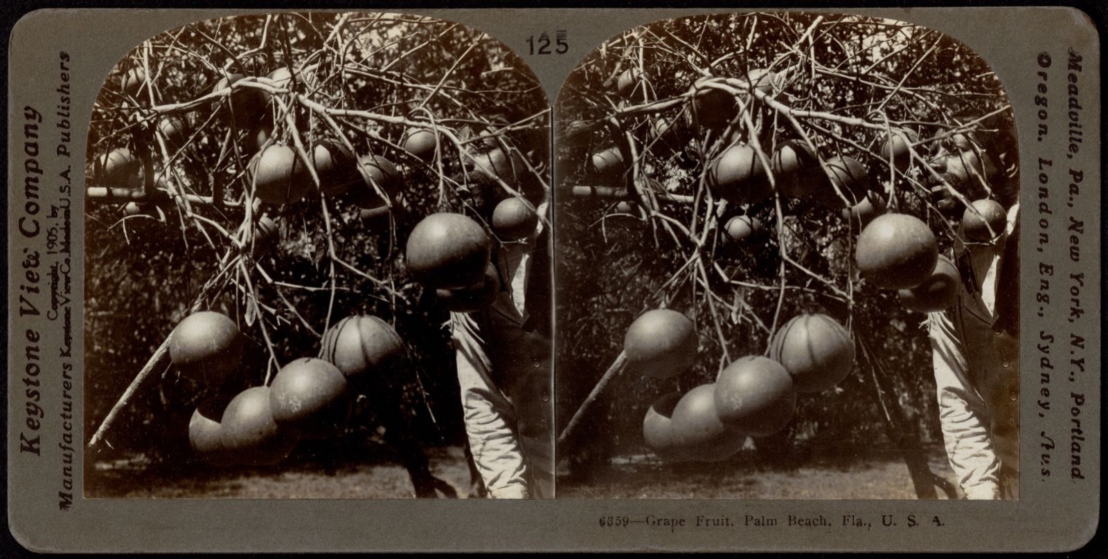 Grape fruit, Boston Public Library - undated