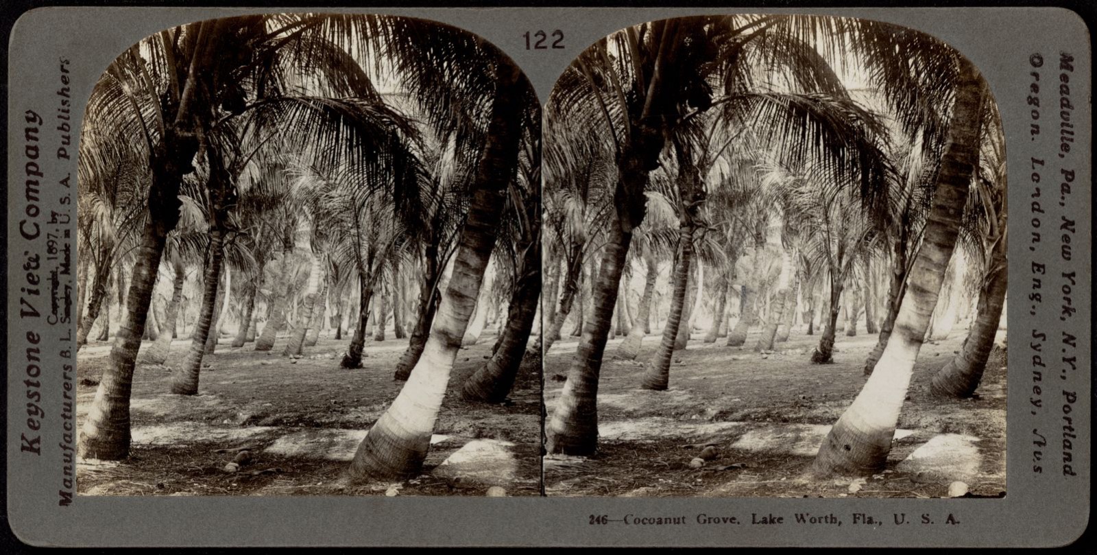 Cocoanut grove, Lake Worth, Florida, Boston Public Library - undated