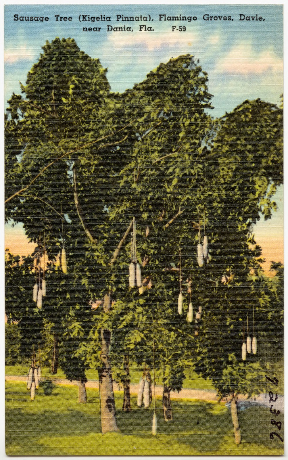 Sausage Tree (Kigelia Pinnata), Flamingo Groves, Davie, near Dania, Florida, Boston Public Library - undated