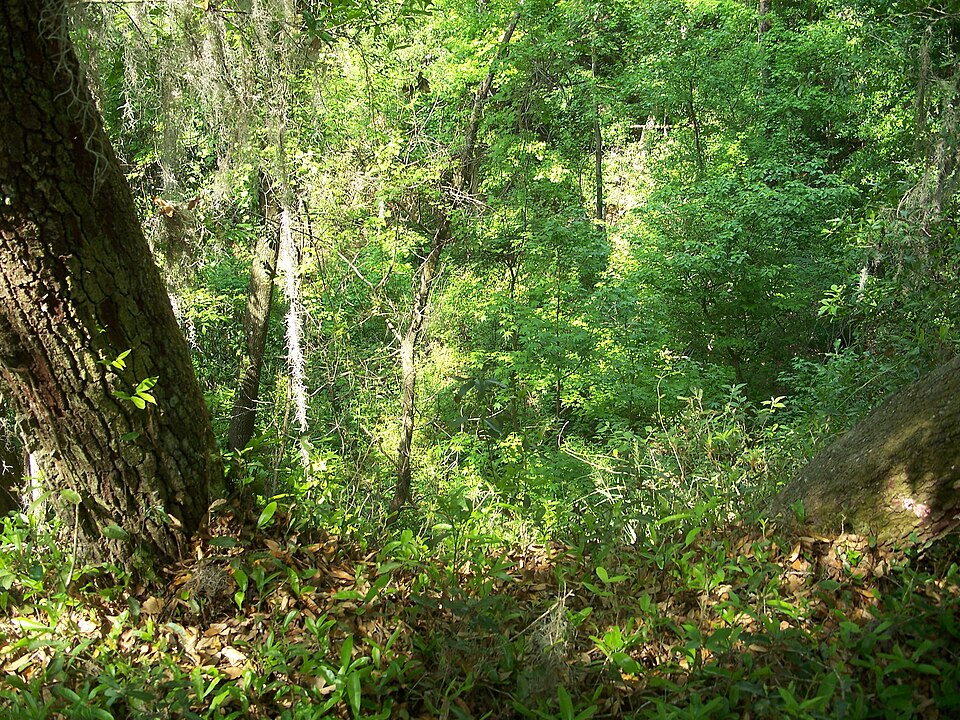 Photograph of Mike Roess Gold Head Branch State Park