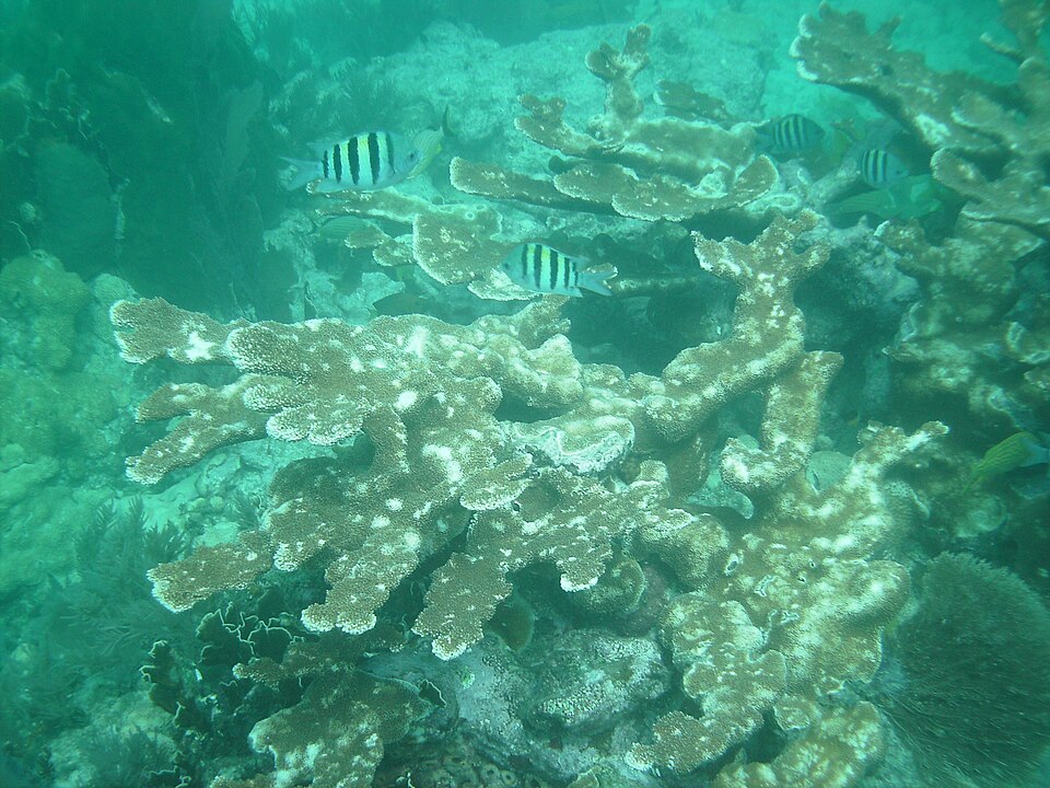 Photograph of John Pennekamp Coral Reef State Park