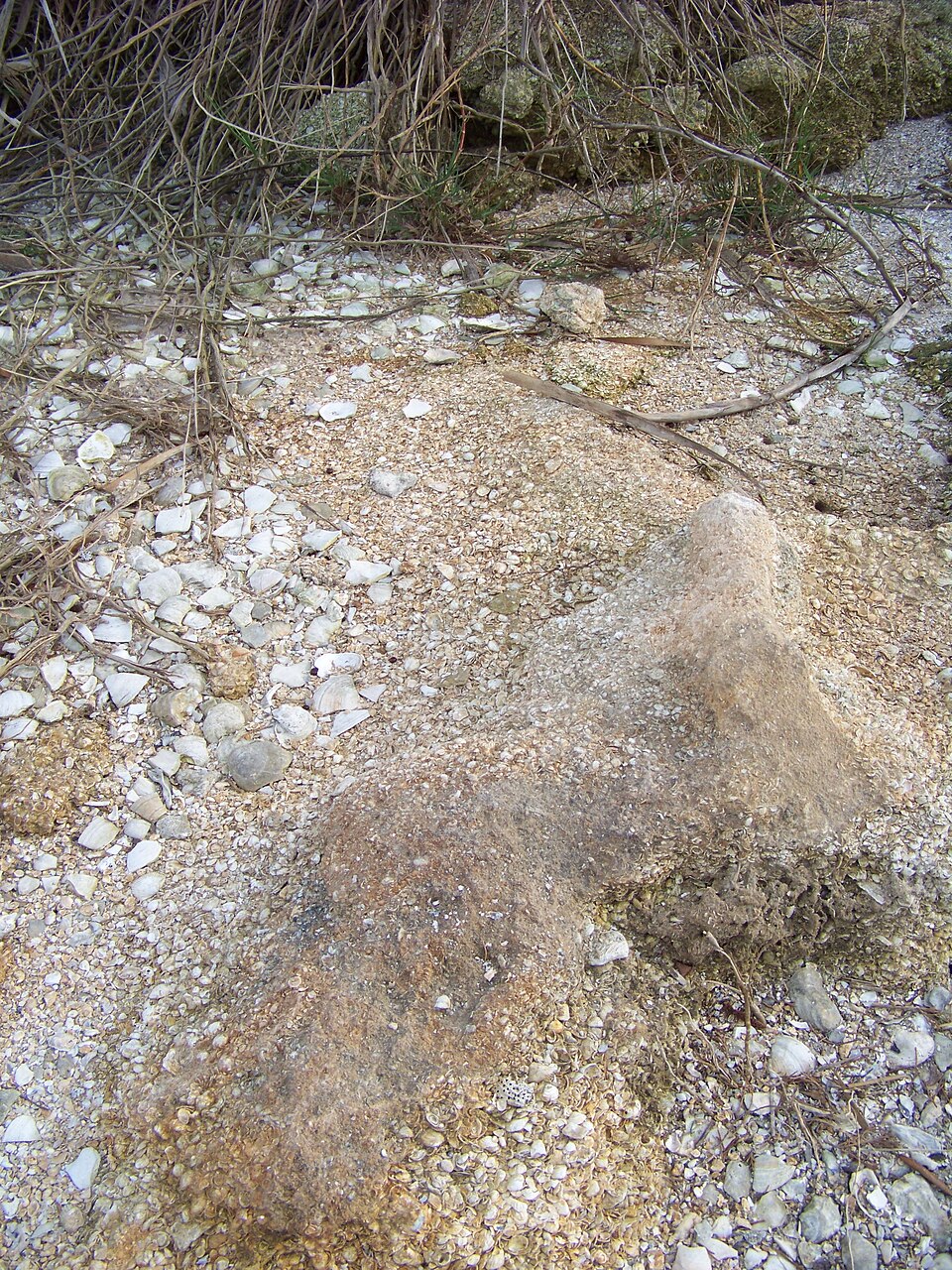 Photograph of Nocoroco