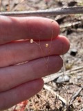 A photograph of the species Utricularia subulata, not of this specimen