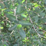 A photograph of the species Ilex vomitoria, not of this specimen