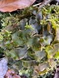 A photograph of the species Dumortiera hirsuta, not of this specimen