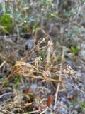 A photograph of the species Cyperus lecontei, not of this specimen