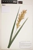A photograph of the species Saccharum alopecuroides, not of this specimen