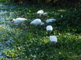 A photograph of the species Eudocimus albus, not of this specimen