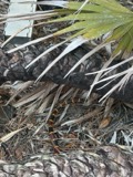 A photograph of the species Micrurus fulvius, not of this specimen