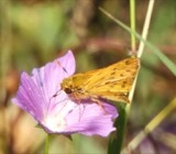 A photograph of the species Hylephila phyleus, not of this specimen
