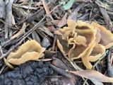 A photograph of the species Peziza coccinea, not of this specimen