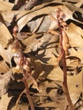 A photograph of the species Corallorhiza wisteriana, not of this specimen