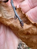 A photograph of the species Castanea dentata, not of this specimen