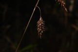 A photograph of the species Carex glaucescens, not of this specimen