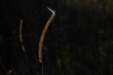A photograph of the species Ctenium aromaticum, not of this specimen