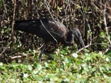 A photograph of the species Plegadis falcinellus, not of this specimen
