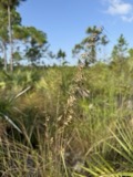 A photograph of the species Sorghastrum secundum, not of this specimen