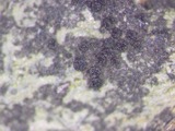A photograph of the species Meliola cookeana, not of this specimen