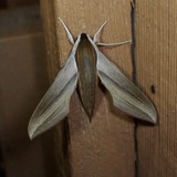 A photograph of the species Xylophanes tersa, not of this specimen
