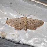 A photograph of the species Sigela penumbrata, not of this specimen