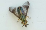 A photograph of the species Chrysops univittatus, not of this specimen