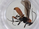 A photograph of the species Aerophilus Szépligeti, not of this specimen
