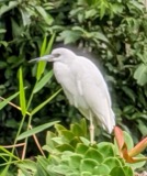 A photograph of the species Egretta caerulea, not of this specimen