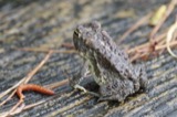 A photograph of the species Bufo terrestris, not of this specimen