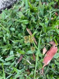 A photograph of the species Cyperus croceus, not of this specimen