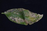 A photograph of the species Elsinoe fawcettii, not of this specimen