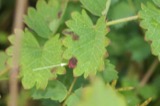 A photograph of the species Diplocarpon earlianum, not of this specimen