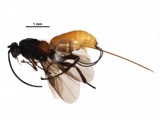A photograph of the species Aerophilus minys, not of this specimen