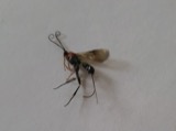 A photograph of the species Bassus Fabricius, not of this specimen
