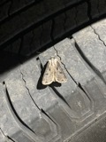 A photograph of the species Agrotis malefida, not of this specimen