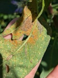 A photograph of the species Coleosporium helianthi, not of this specimen