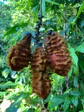 A photograph of the species Mucuna Adans., not of this specimen
