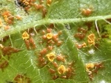 A photograph of the species Coleosporium ipomoeae, not of this specimen