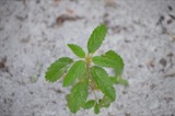 A photograph of the species Croton glandulosus, not of this specimen