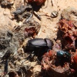 A photograph of the species Canthon pilularius, not of this specimen