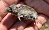 A photograph of the species Cryptotis parva, not of this specimen