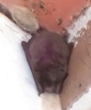 A photograph of the species Myotis austroriparius, not of this specimen