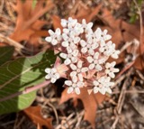 A photograph of the species Asclepias humistrata, not of this specimen