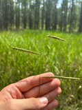 A photograph of the species Paspalum praecox, not of this specimen