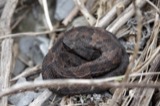 A photograph of the species Agkistrodon piscivorus, not of this specimen