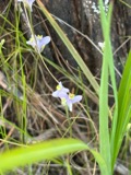 A photograph of the species Burmannia biflora, not of this specimen