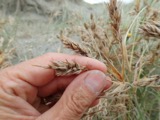 A photograph of the species Ustilago Roussel, not of this specimen