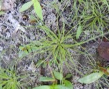 A photograph of the species Fimbristylis vahlii, not of this specimen